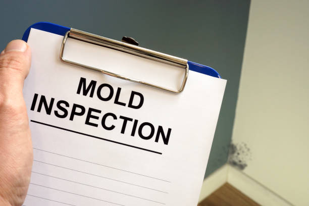 Why You Should Choose Our Mold Remediation Services in Stuarts Draft, VA